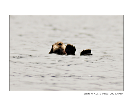 sea otter 