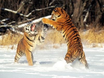 Cat Fight  Siberian Tigers