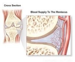 The Peripheral Third of the Medial Meniscus has a Blood Supply Allowing successful repair. 