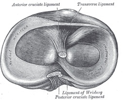 The Meniscus from Above