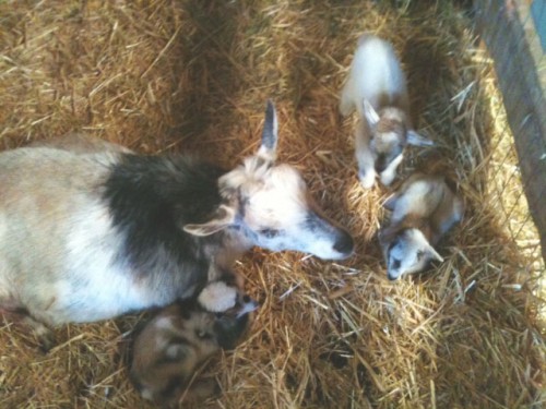 goat babies
