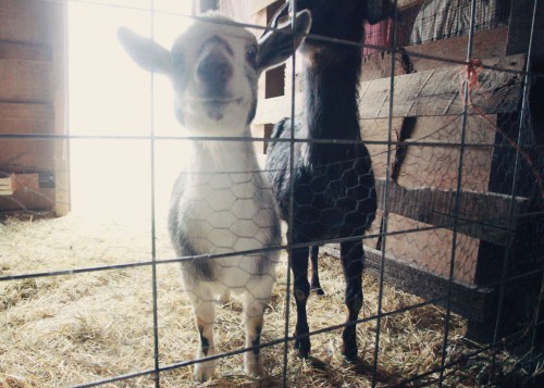 sunshine goats