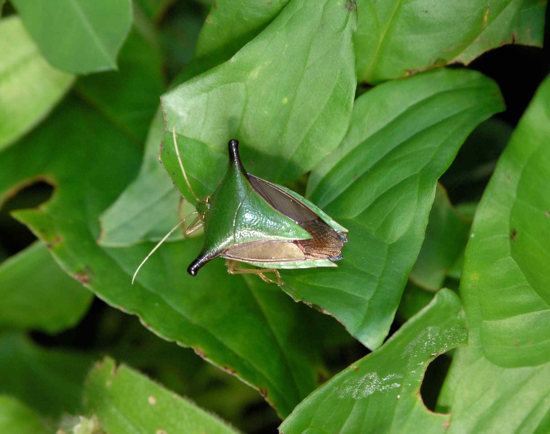 Chinche - Stink bug; Manzanillo, Limón, Costa Rica