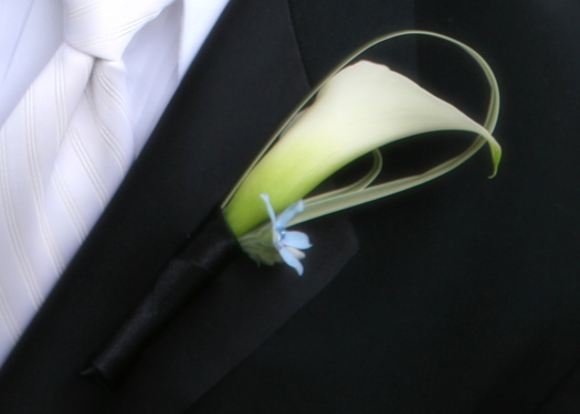 boutonniere with a single white mini calla, variegated lily grass and tweedia