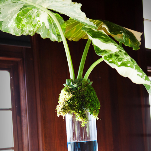 close-up of tall buffet table arrangements with alocasia leaves, succulents, and sheet moss