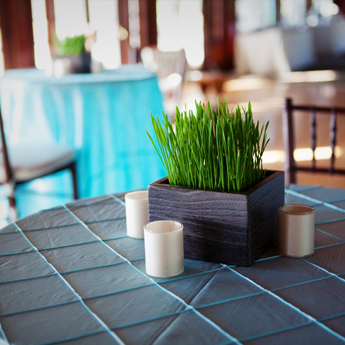 cocktail table with wheatgrass centerpiece