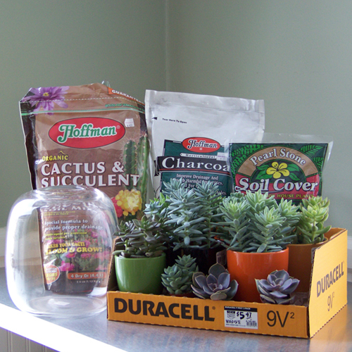materials for a succulent terrarium