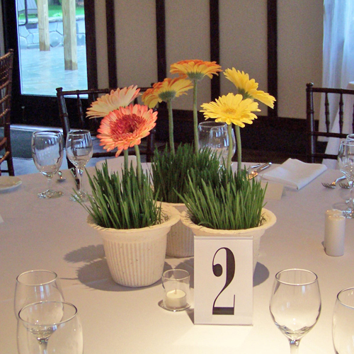 wheatgrass centerpiece with Cocktail, Ginger, and Entourage gerbera daisies