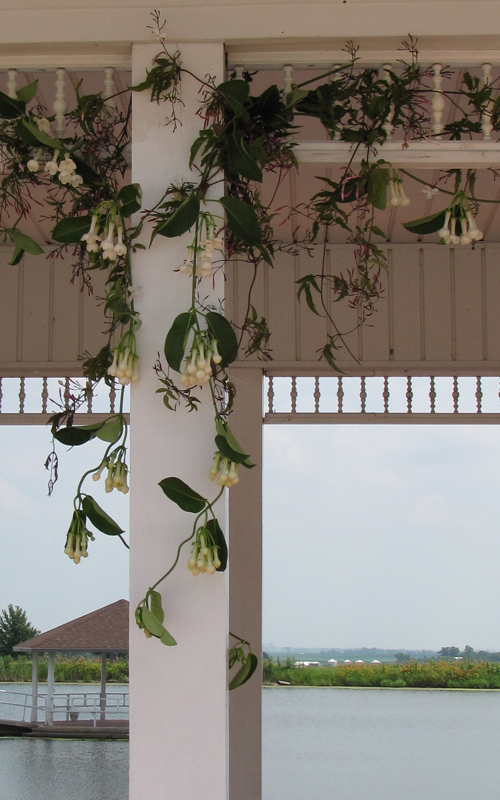 Jasmine and stephanotis vines are draped on the gazebo.