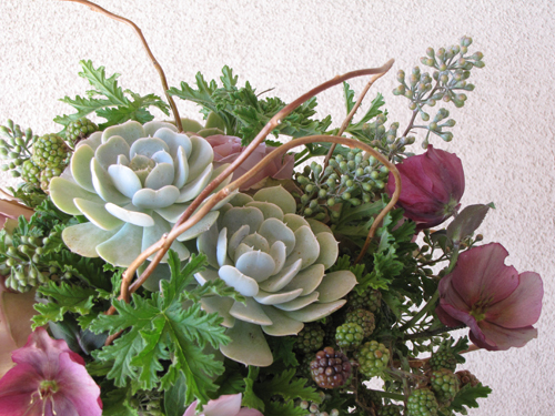 Close-up of garden style centerpiece with lavender hellebores, Amnesia roses, blackberries, mint green Echeveria 'Lucita', seeded eucalyptus, scented geranium, and curly willow