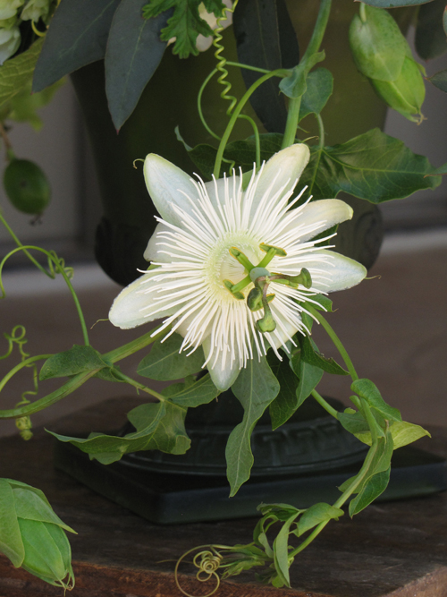 single white passion flower