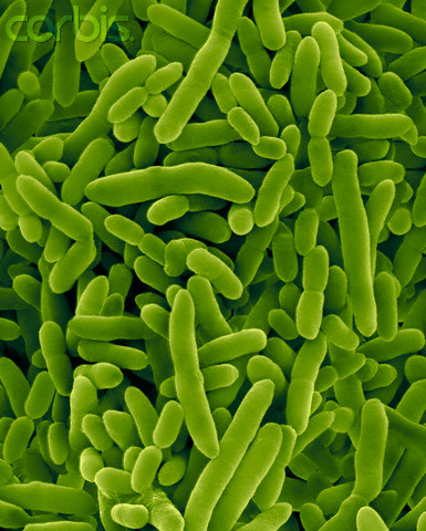 Pseudomonas Putida Bacteria