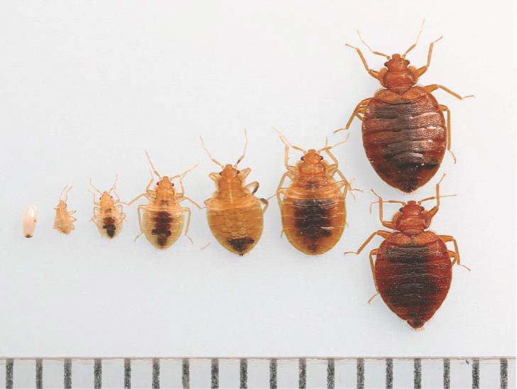Bed bug growth stages