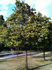 orangetree.jpg