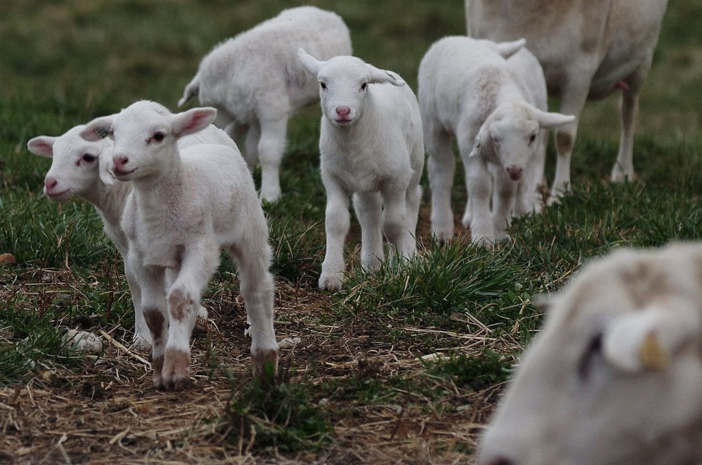 Baby sheep move up to get there dinner on a Virgina Farm.