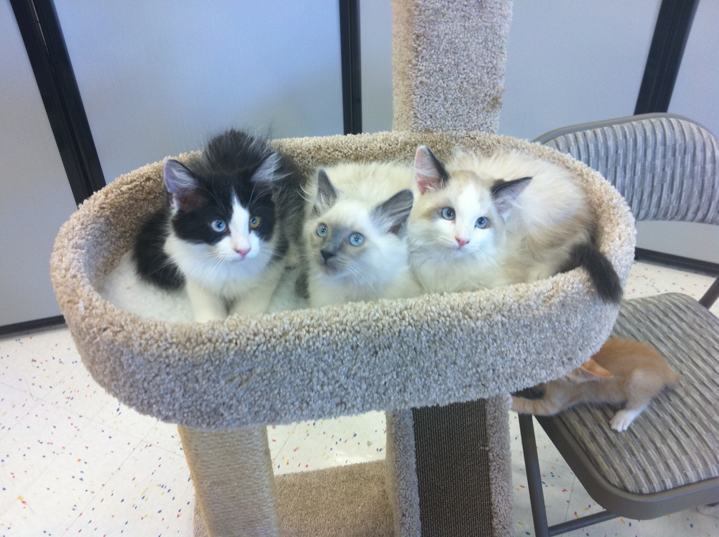 For Adoption At Petco On Rosedale Hwy The Cat People