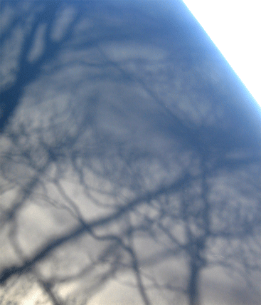 sunlight and tree shadows on the surface