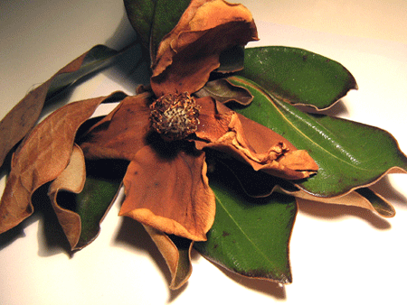 magnolia-5
