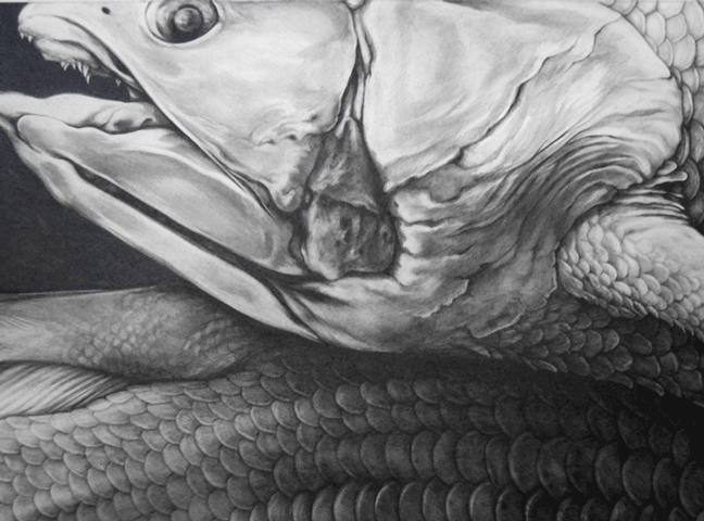 coelacanth-detail-3