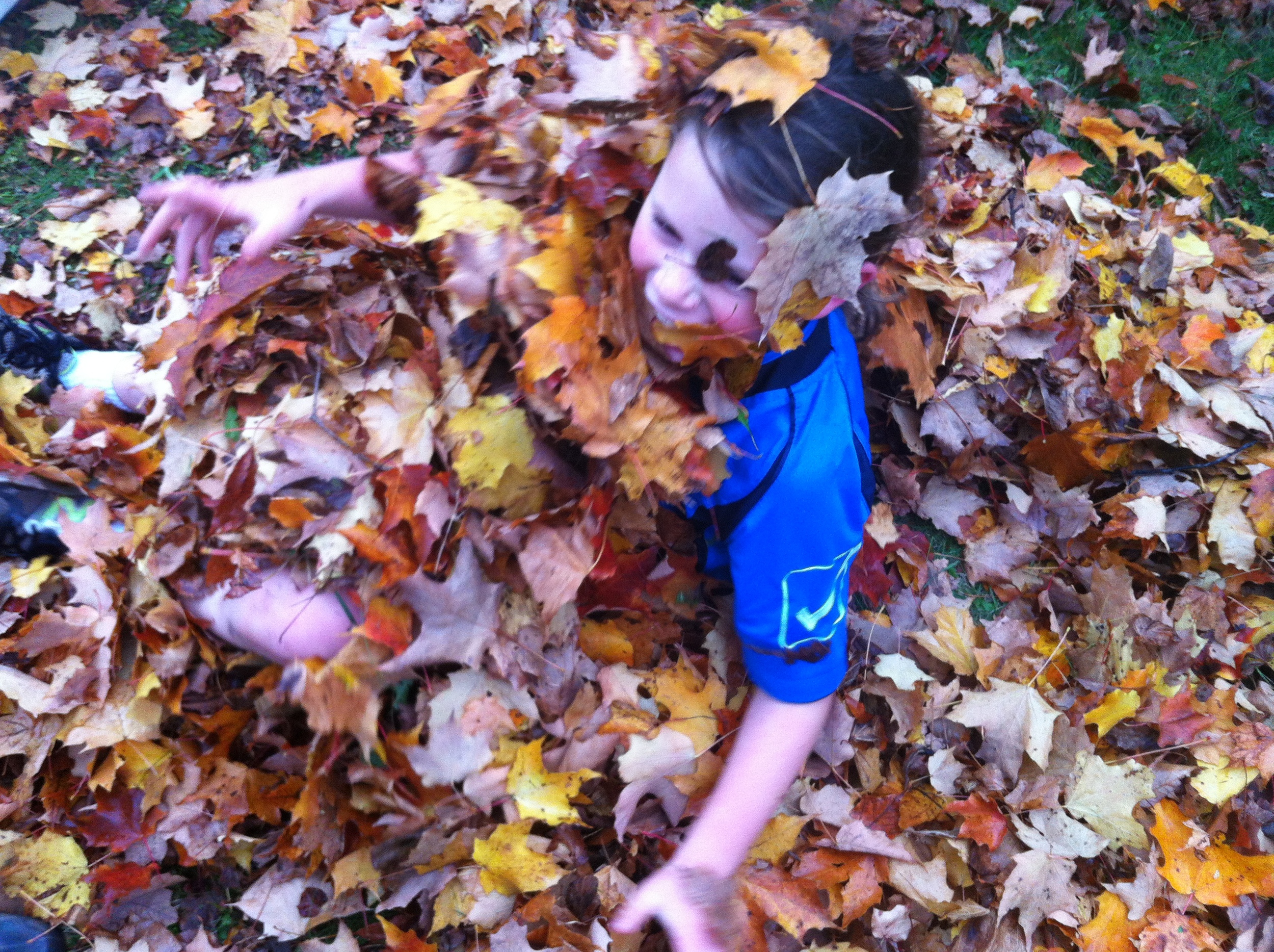 Rowan in leaves