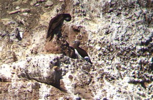 Brown boobies, juvenile and adult