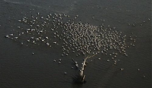 survey_pelicans.jpg