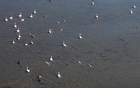 swans mallards canada geese.jpg