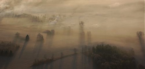 fog trees.jpg