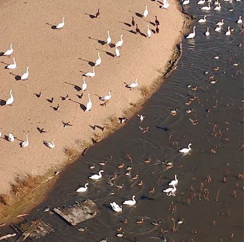 swans ducks geese.jpg