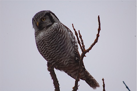 1 northern hawk owl.jpg