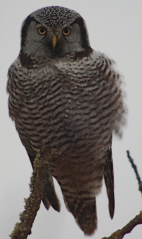 hawk owl3.jpg
