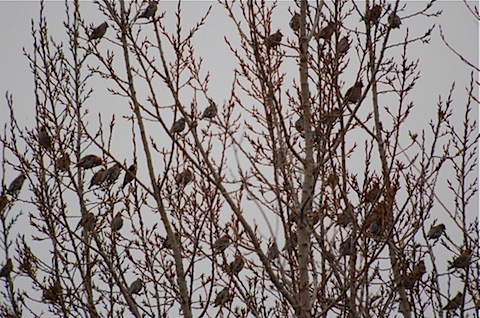 large flocks of bohemian waxwings.jpg