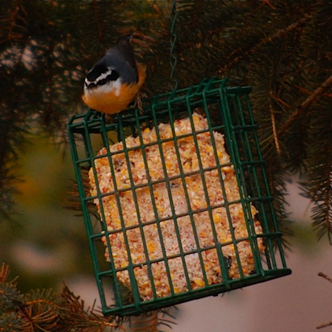 red breasted nuthatch.jpg