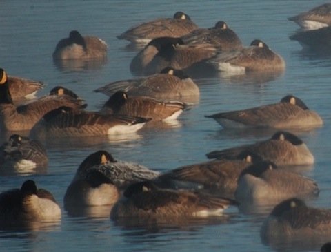 frosty canada geese.jpg