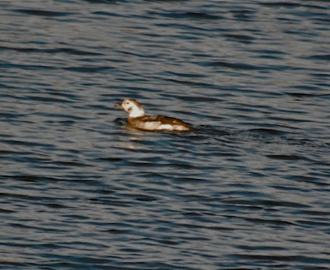 long tailed duck.jpg