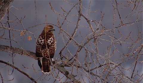 immy red-tail.jpg