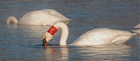 banded trumpeter swan.jpg