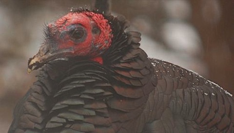 turkey red head.jpg