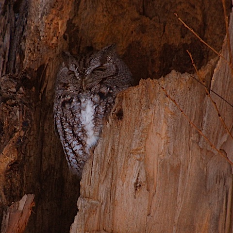 eastern screech owl.jpg