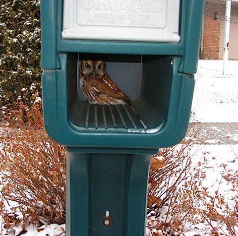 in mailbox.jpg