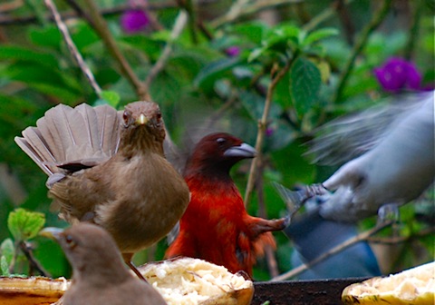 tanager fight.jpg