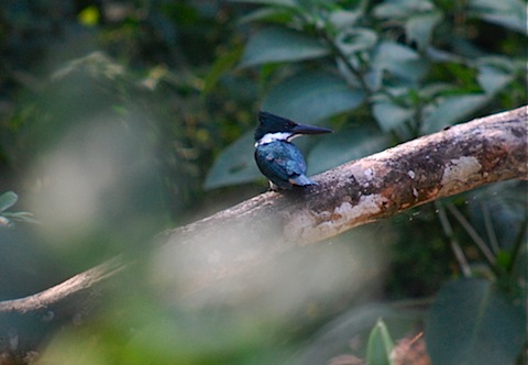 amazon kingfisher.jpg