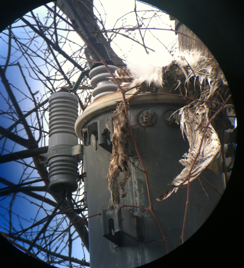 Electrocuted Hawk and Squirrel