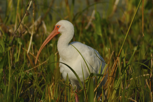 white  ibis