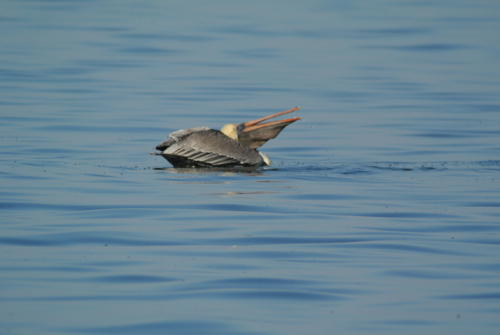 brown pelican gulp
