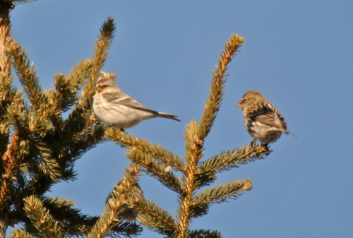 hoary redpoll and common