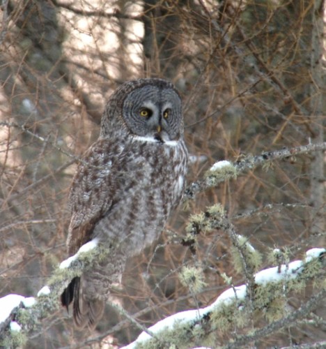 Great Gray Owl iPhone