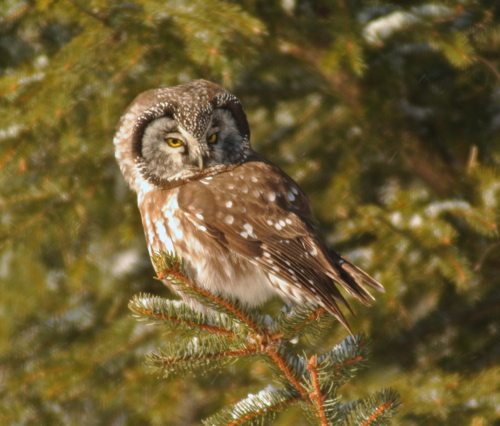 boreal owl 1
