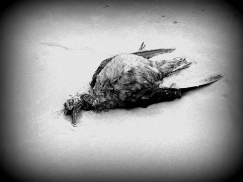 Too Good Kim Roberston dead bird