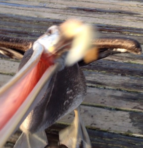 Dawn Bailey pelican